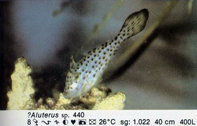 Aluterus sp